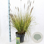 Pennisetum al. 'Redhead' 30-40 cm 12L