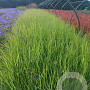 Pennisetum al. 'Redhead' GM P9
