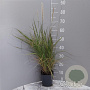 Pennisetum or. 'Tall Tails' GM 2,0L