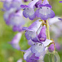Penstemon 'Alice Hindley' GM 2,0L
