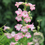 Penstemon 'Apple Blossom' GM 2,0L