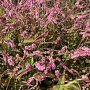 Persicaria a. 'Pink Elephant' GM  P11