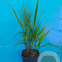 Phalaris arundinacea GM 2,0L