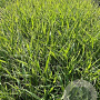 Phalaris arund. 'Picta' GM 2,0L