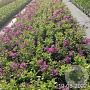 Phlox (P) Famous Purple GM 2,0L