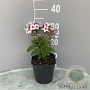 Phlox (P) Famous White Eye GM 2,0L