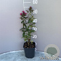 Phlox (P) 'Starfire' GM 2,0L