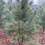 Pinus sylvestris 200-250 cm draadkluit meerstammig