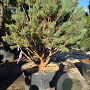 Pinus sylv. 'Watereri' 150-175 cm cont. 130L meerstammig