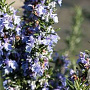 Rosmarinus off. 'Prostratus' GM 1.5
