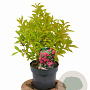 Weigela Big Love 30-40 cm 3,0L