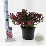 Weigela florida 'Alexandra' 20-25 cm 2,0L