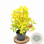 Weigela florida Jean's Gold 25-30 cm 3,0L