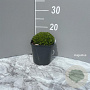 Saxifraga (A) 'Purpurteppich' GM 2,0L