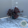 Sedum 'Bertram Anderson' GM 2,0L