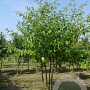 Cornus controversa 350-400 cm draadkluit meerstammig op aanvraag