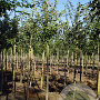 Malus d. 'Notarisappel' 10-12 HO draadkluit