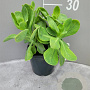 Sedum spectabile 'Stardust' GM 2,0L