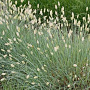 Sesleria nitida GM 2,0L