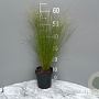 Stipa tenuifolia GM 2,0L