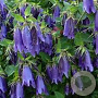 Campanula 'Purple Sensation' GM P9