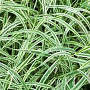 Carex morrowii 'Variegata' 15-20 cm C1