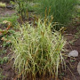Carex musk. 'Silberstreif' GM P9