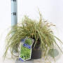 Carex oshim. 'Evergold' 20-25 cm 2,0L