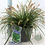 Carex oshim. 'Evergreen' 20-25 cm 2,0L