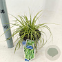 Carex oshim. 'Eversheen' 20-25 cm 2,0L