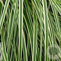 Carex oshim. 'Goldwell' GM P9