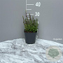 Teucrium chamaedrys GM 2,0L