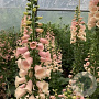 Digitalis purp. 'Dalmatian Peach' GM P9