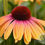 Echinacea Apricot Rainbow GM P9