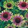 Echinacea 'Choco Green' GM P9