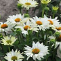 Echinacea p. 'JS Ivo's Poem' GM P9
