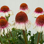 Echinacea 'Strawberry and Cream' GM P9
