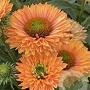 Echinacea Sunseekers Pumpkin Pie GM P9