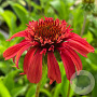 Echinacea 'Sweet Chili' GM P9