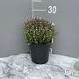 Thymus v. 'Compactus' GM 2,0L