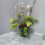 Tiarella wherryi GM 2,0L