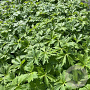 Trollius chinensis 'Golden Queen' GM 2,0L
