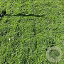 Veronica repens GM 2,0L