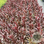 Lobelia 'Queen Victoria' GM 2,0L
