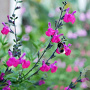 Salvia microphylla GM 2,0L