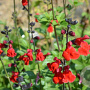 Salvia microphylla microphylla GM 2,0L