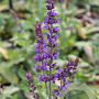 Salvia nem. 'Blaukönigin' GM P9