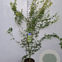 Acer pal. 'Seiryu' 60-80 cm 5,0L