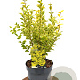 Ligustrum oval. 'Aureum' 40-60 cm 3,0L