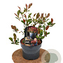 Photinia fraseri 'Little Fenna' 30-40 cm 2,0L